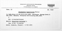Melampsora hypericorum image